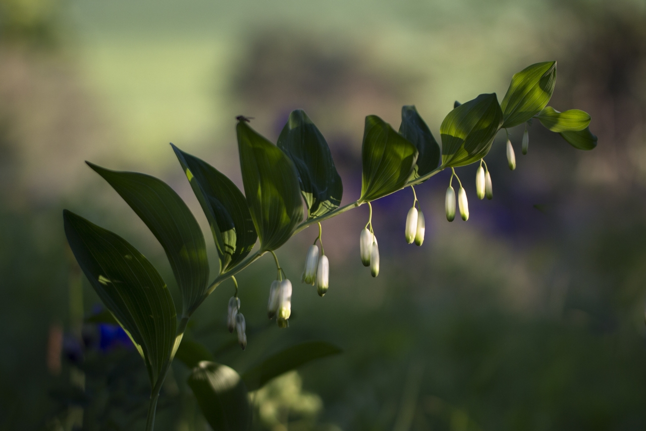 虚化背景户外自然绿色植物白色花苞高清图片下载