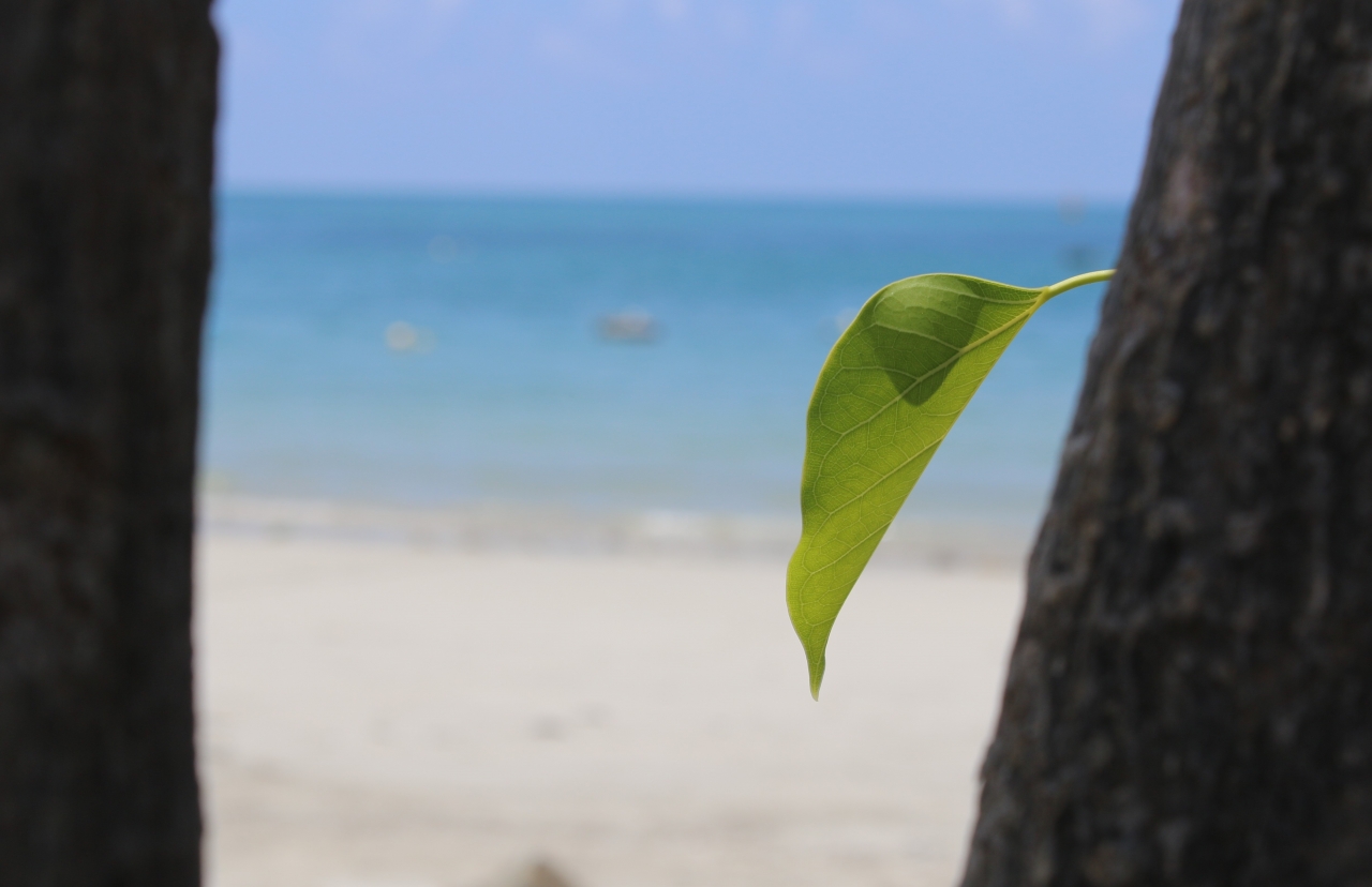 大海沙滩自然树木树干绿色叶子高清图片下载