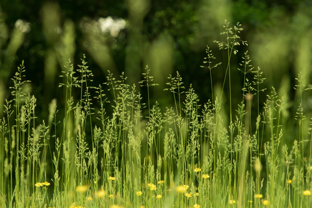 虚化背景户外自然黄色花朵绿色植物高清图片下载