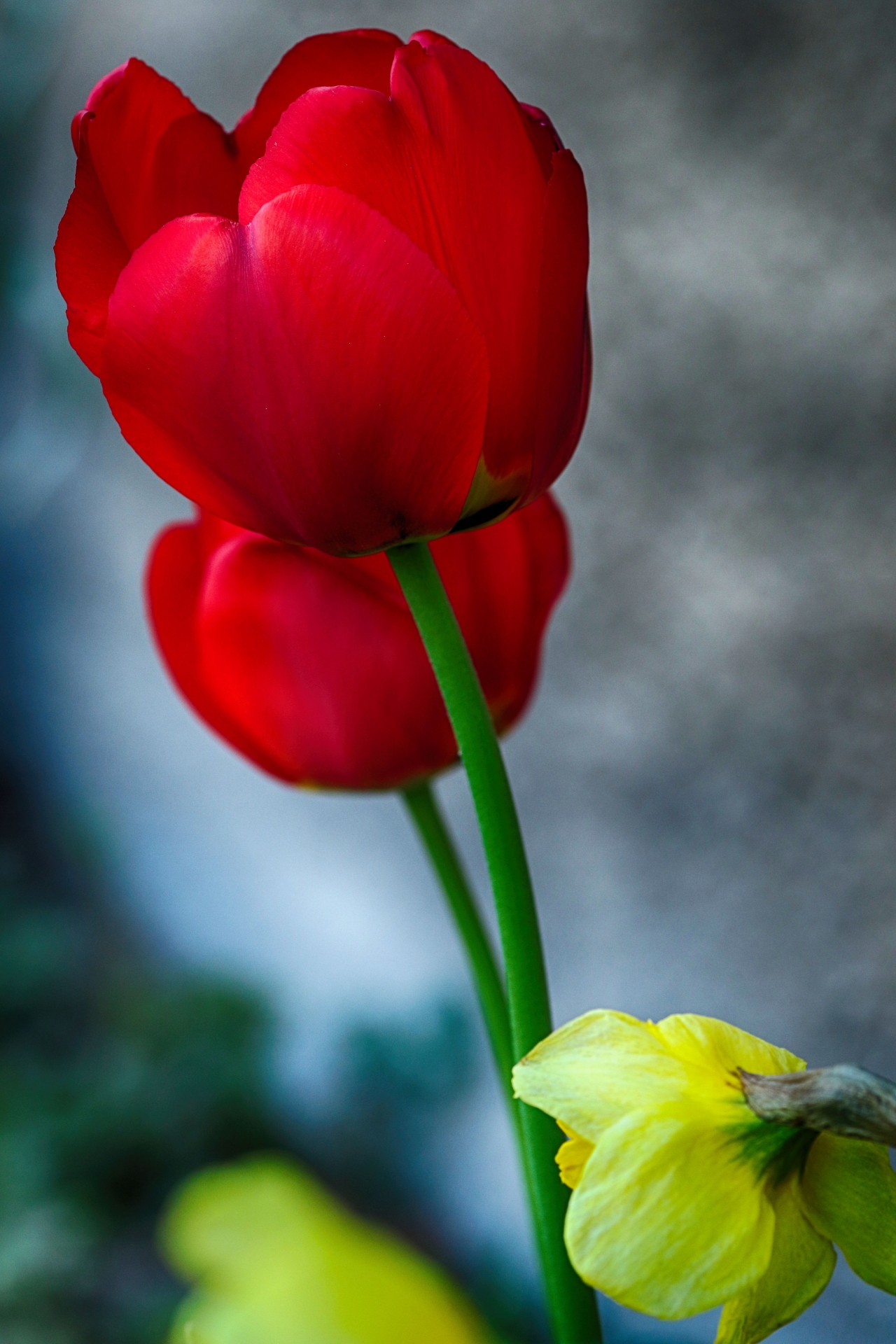 <span style='color:red;'>户外</span>自然绿色枝干红色花朵植物高清图片下载