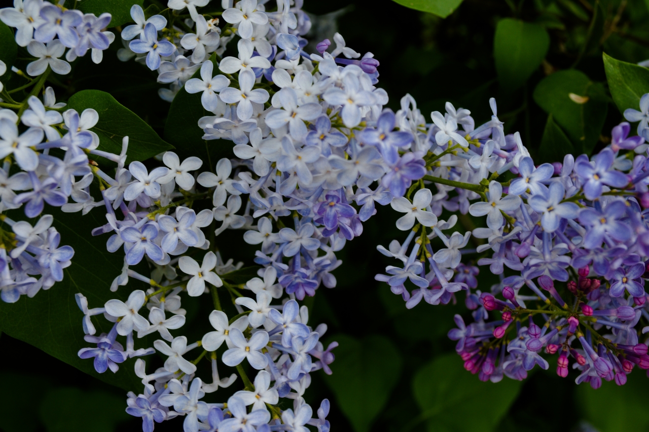 花园自然清新美丽白色紫色花朵<span style='color:red;'>植物</span>高清图片下载
