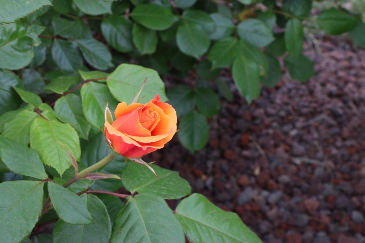 户外自然绿色叶子橙色花朵玫瑰植物高清图片下载