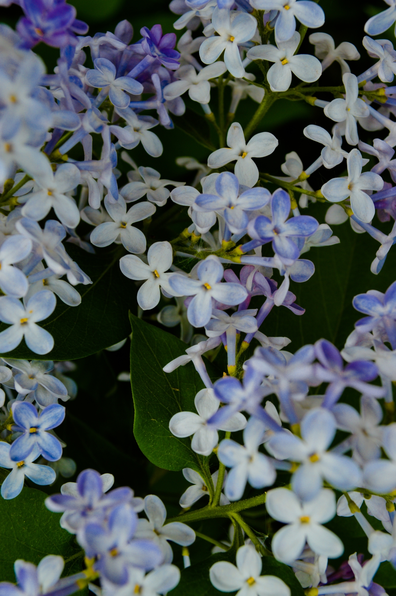 户外自然绿色叶子紫色白色花朵植物高清图片下载