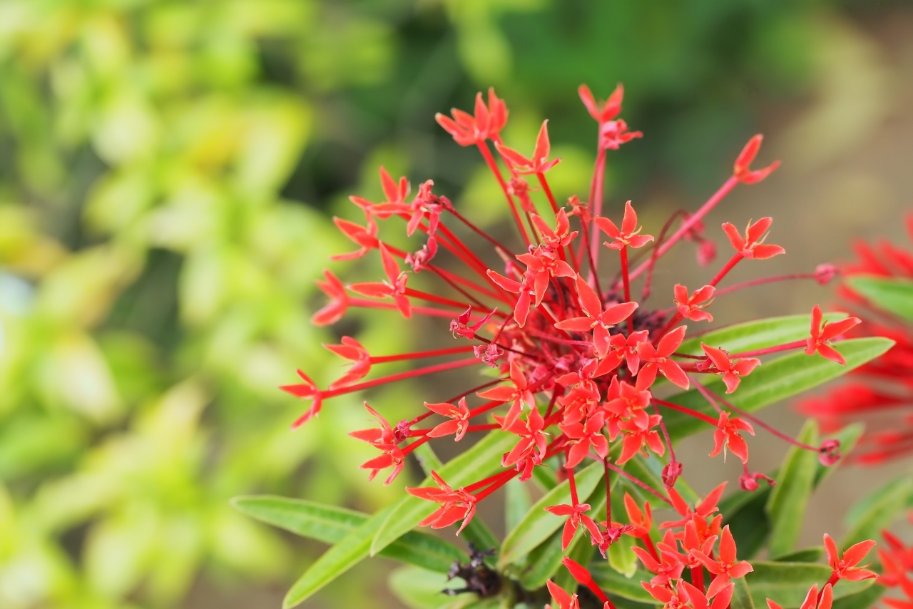 阳光户外自然红色花朵绿色<span style='color:red;'>叶子</span>植物高清图片下载