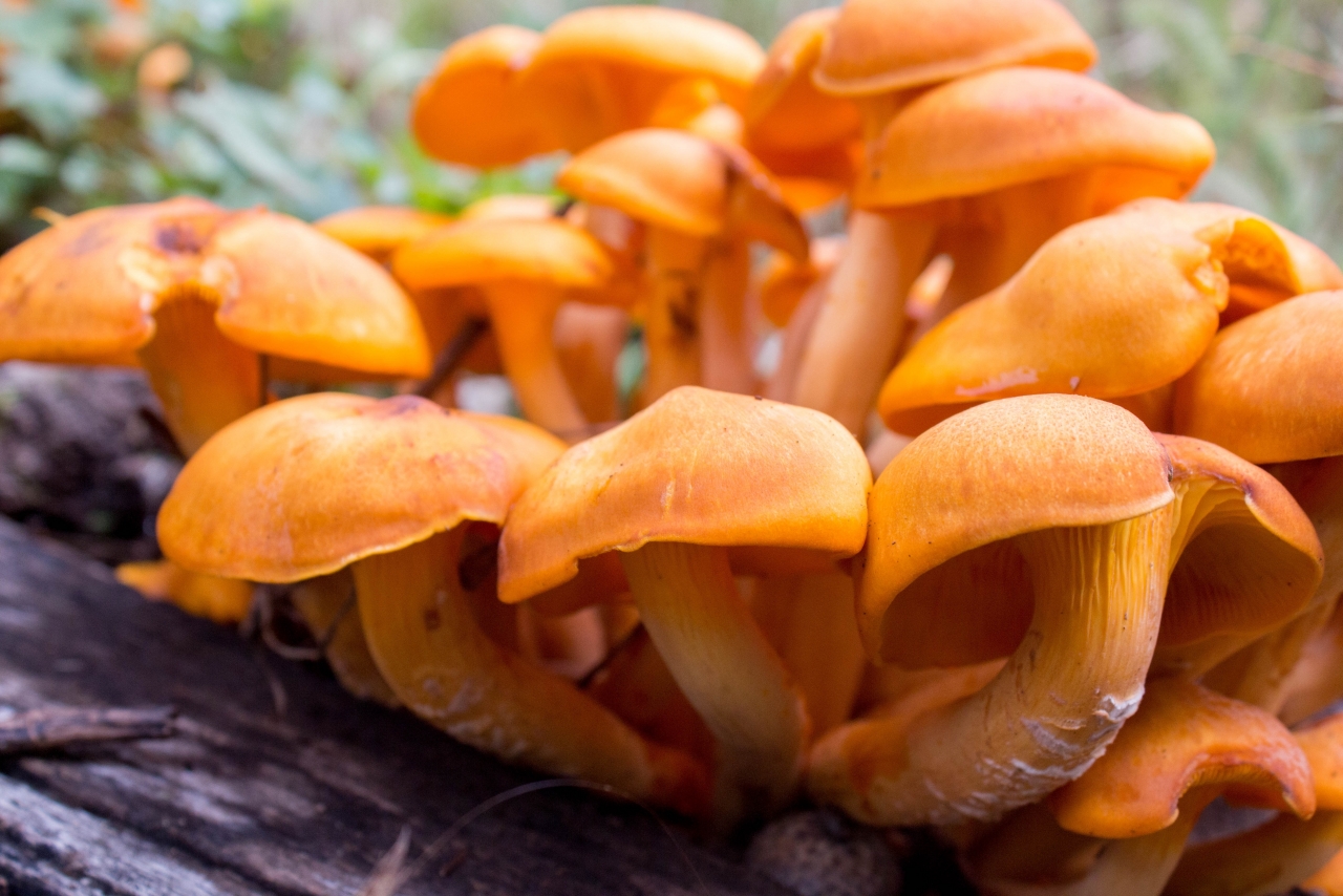 野外丛林生长橘黄菌菇植物特写高清图片下载