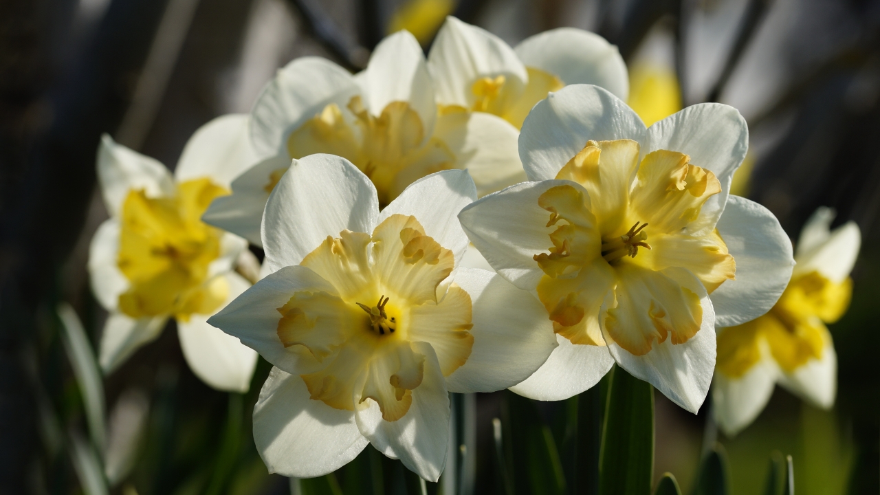 阳光户外自然清新白色花朵植物高清图片下载