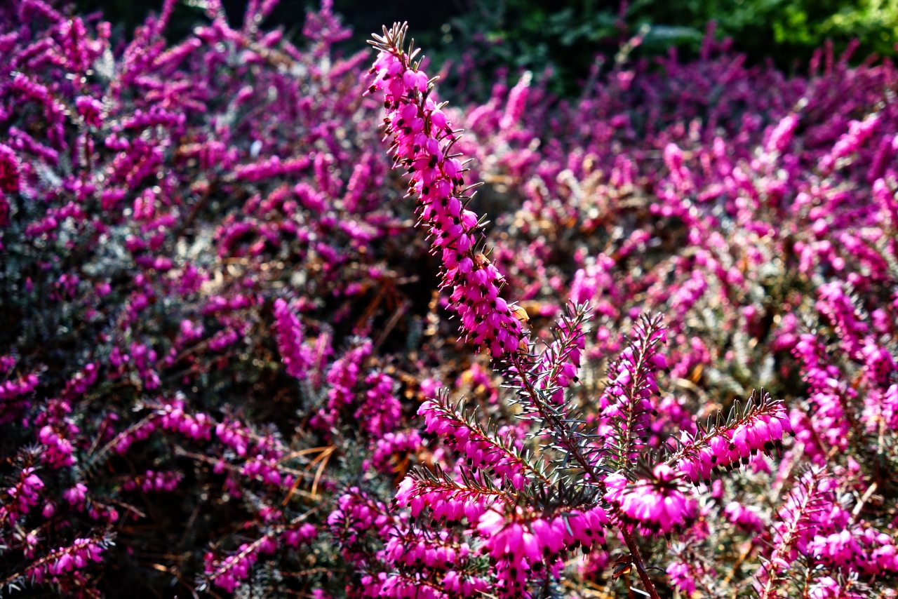 阳光户外自然粉色花朵植物花丛高清图片下载