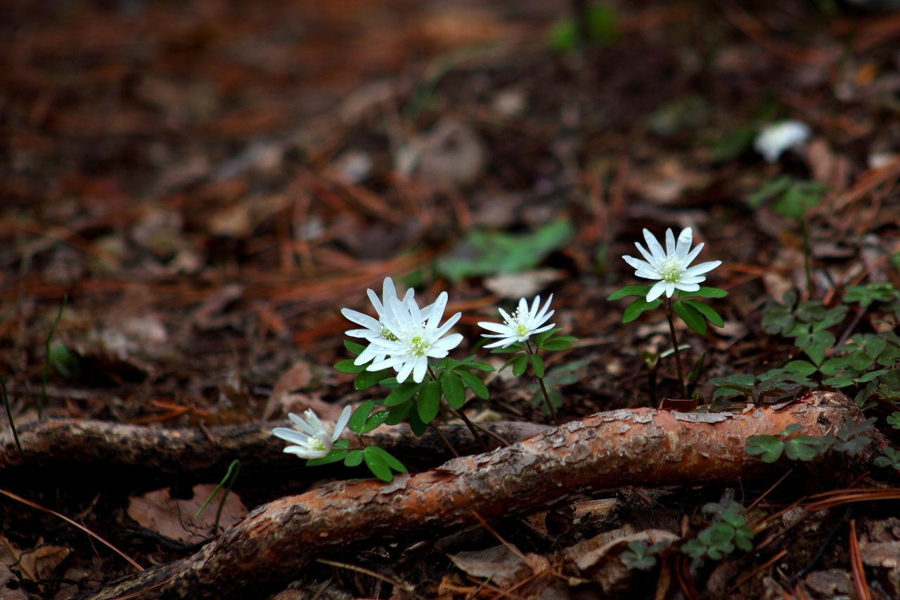 森林地面白色花朵绿色叶子自然植物高清图片下载