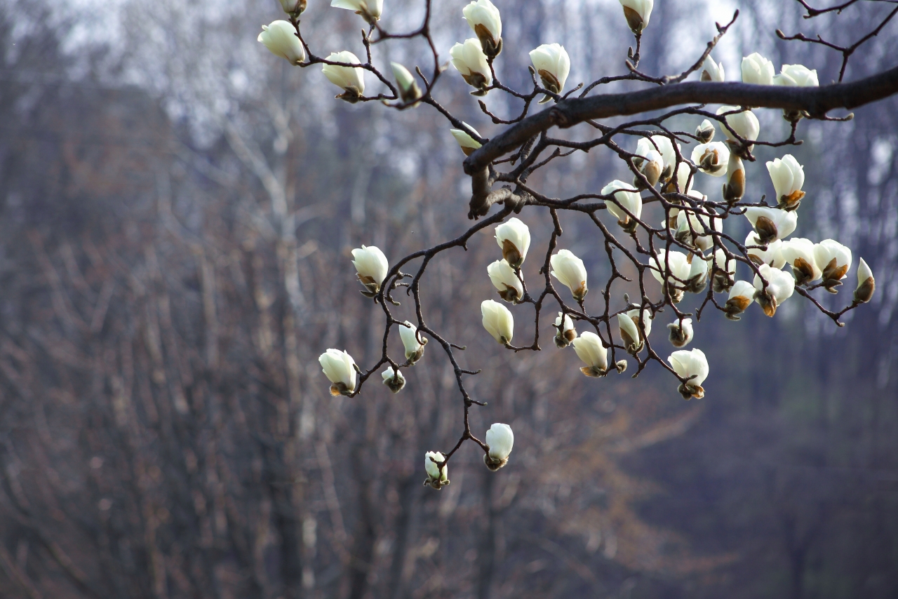 户外自然山峰树木树枝白色花朵高清图片下载