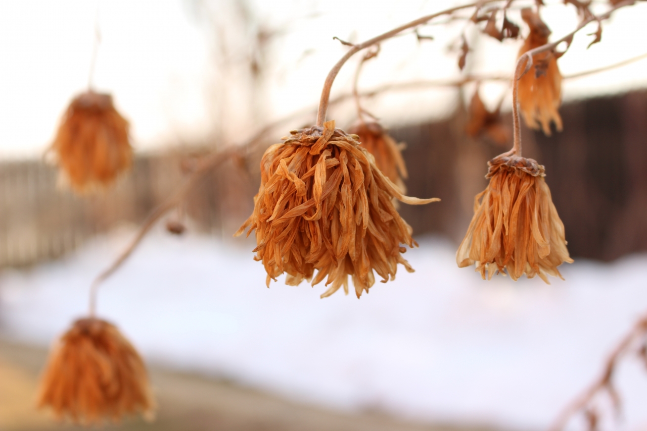 寒冬腊月枯树枝头垂下黄色花朵植物高清图片下载