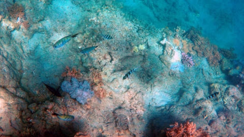 海底色彩斑斓的珊瑚自然风光高清桌面壁纸