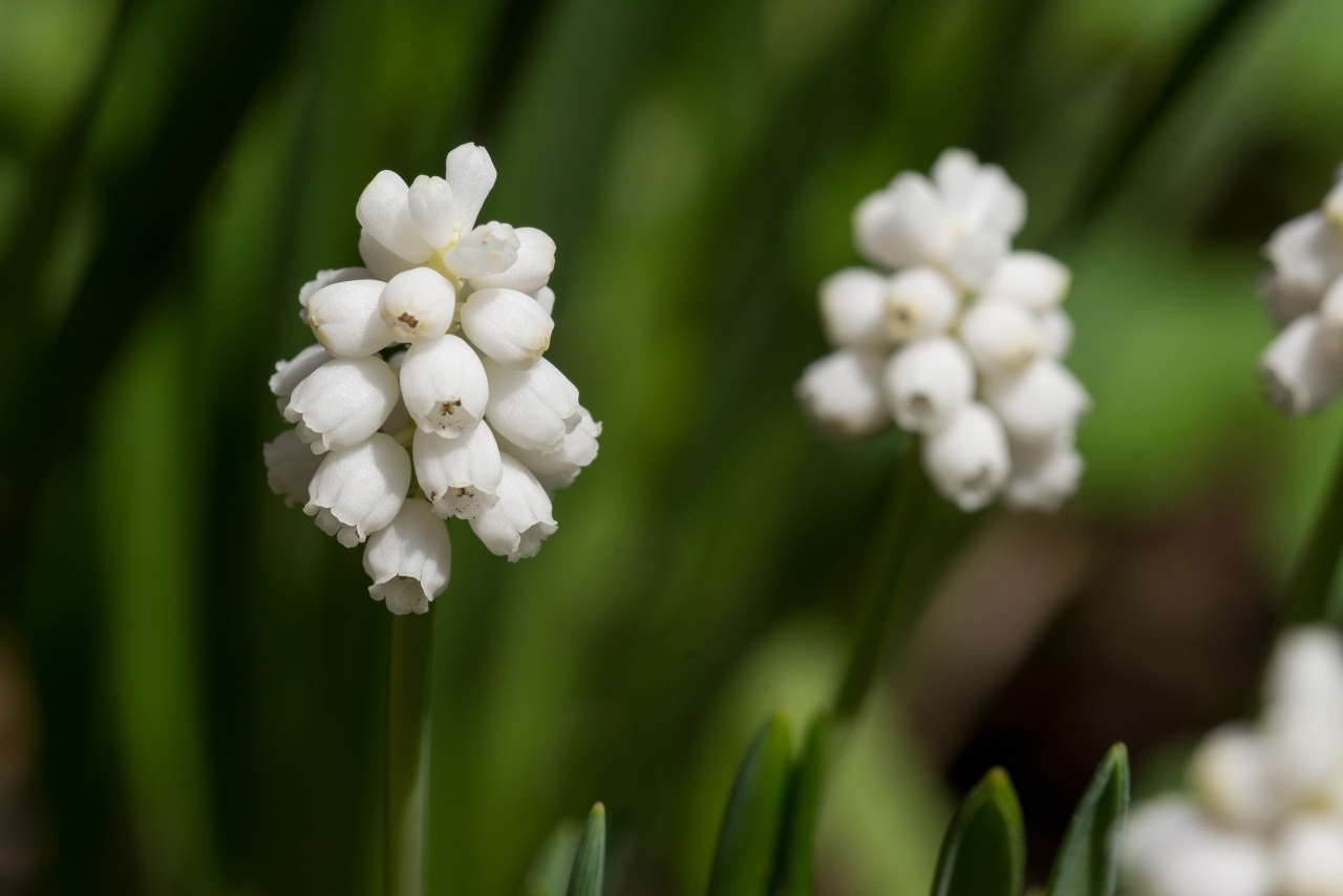 虚化背景户外自然白色花朵绿色枝叶植物高清图片下载