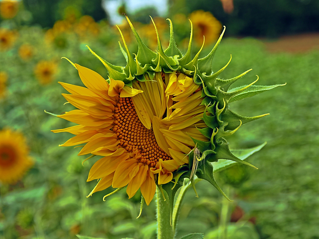 向日葵花园虚化背景金黄色花朵植物高清图片下载