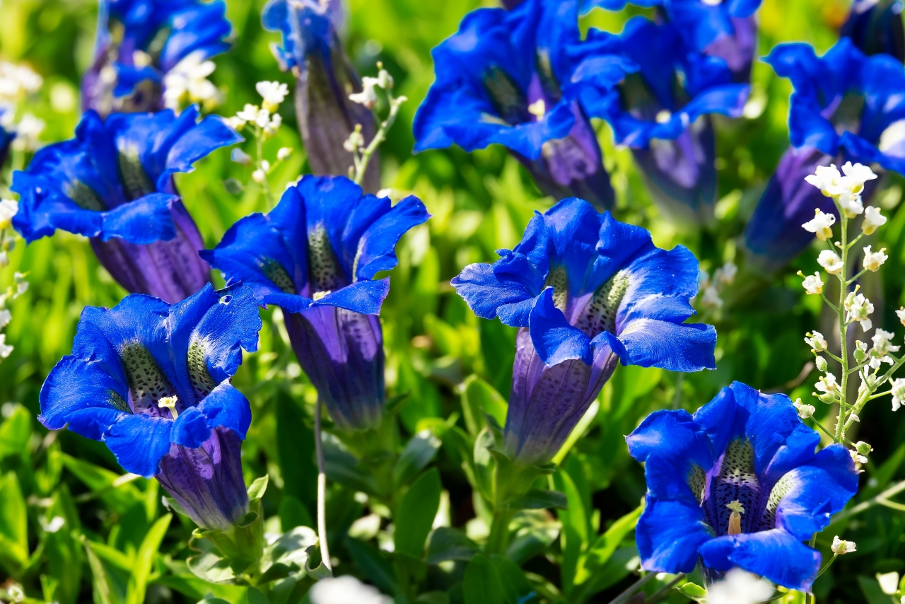 阳光户外美丽蓝色花朵自然植物高清图片下载