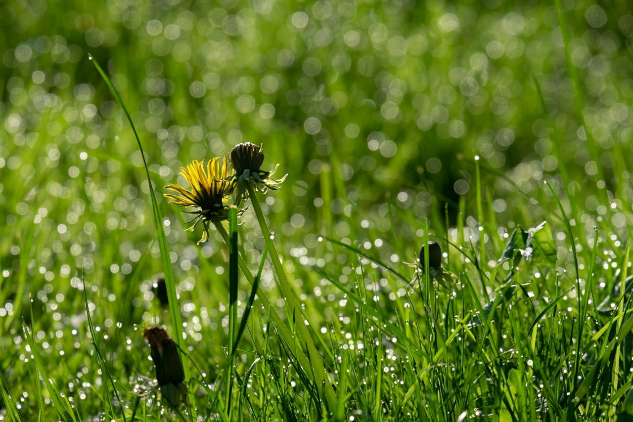 阳光户外自然绿色草坪黄色花朵植物高清图片下载