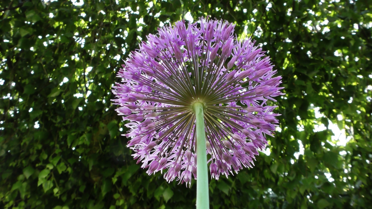 户外自然紫色花朵绿色枝干植物高清图片下载