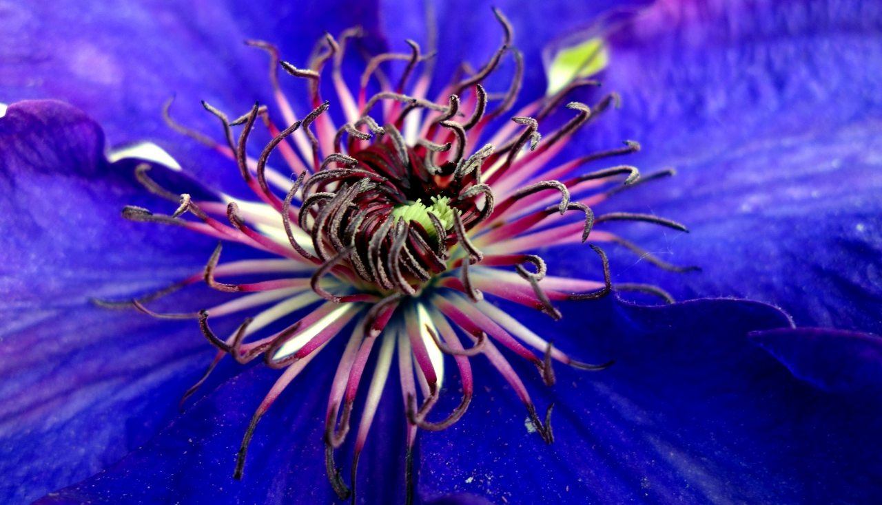 自然紫色花朵植物花蕊微距特写高清图片下载