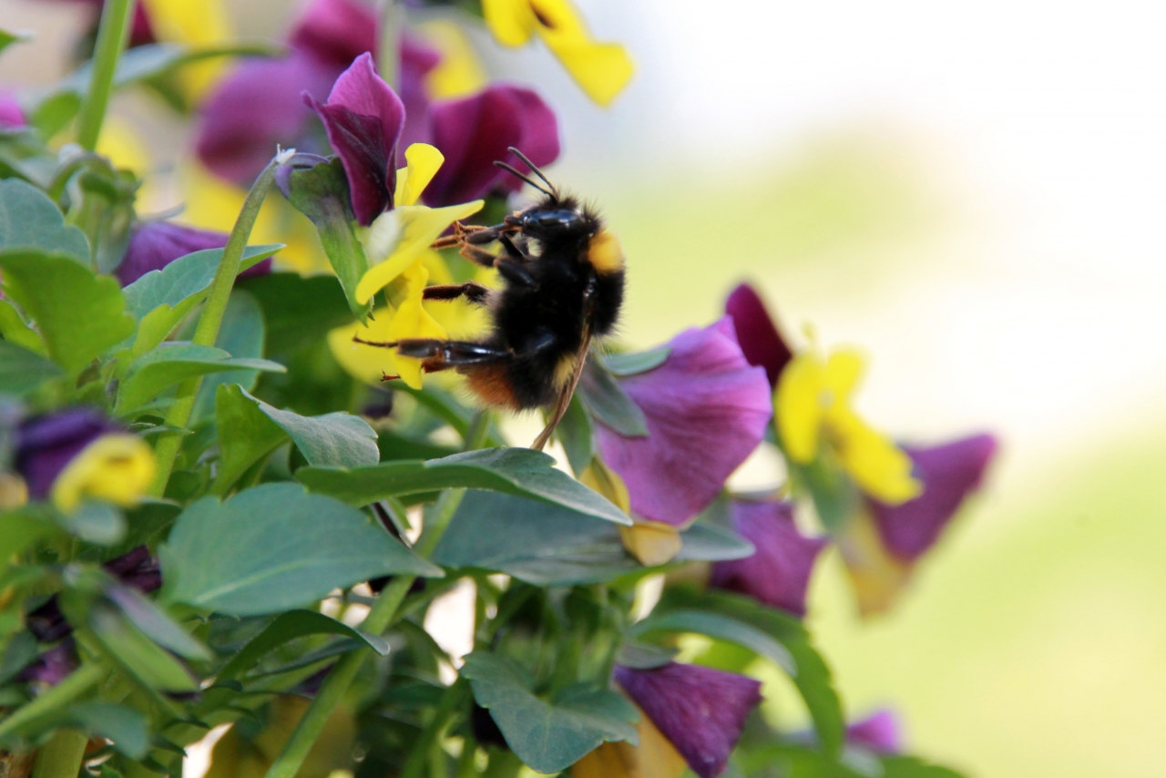 户外自然黄色紫色花朵植物蜜蜂高清图片下载