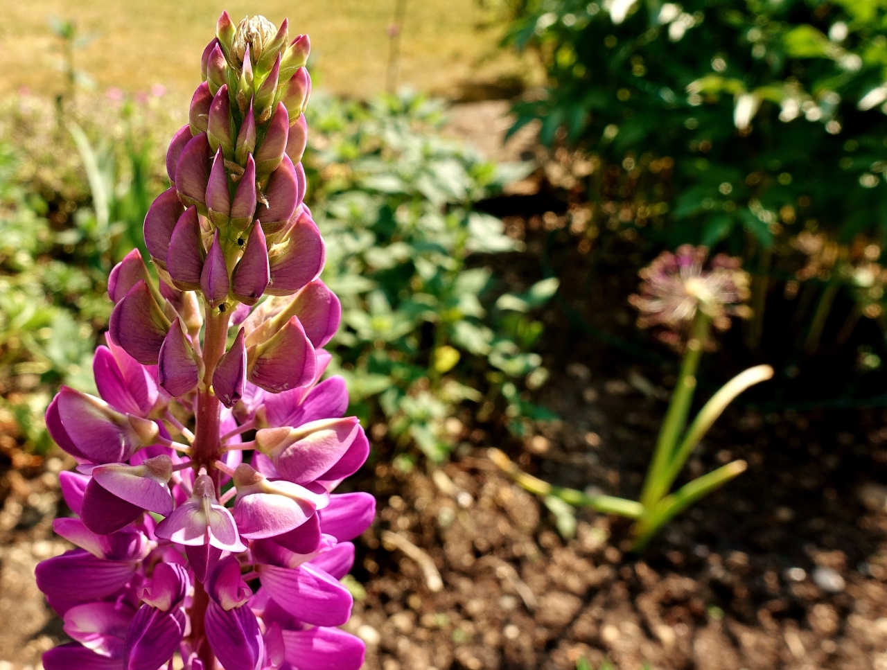 阳光户外自然美丽紫色花朵植物高清图片下载