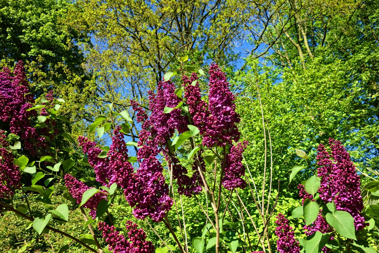 阳光蓝色天空自然树木树枝紫色花朵高清图片下载