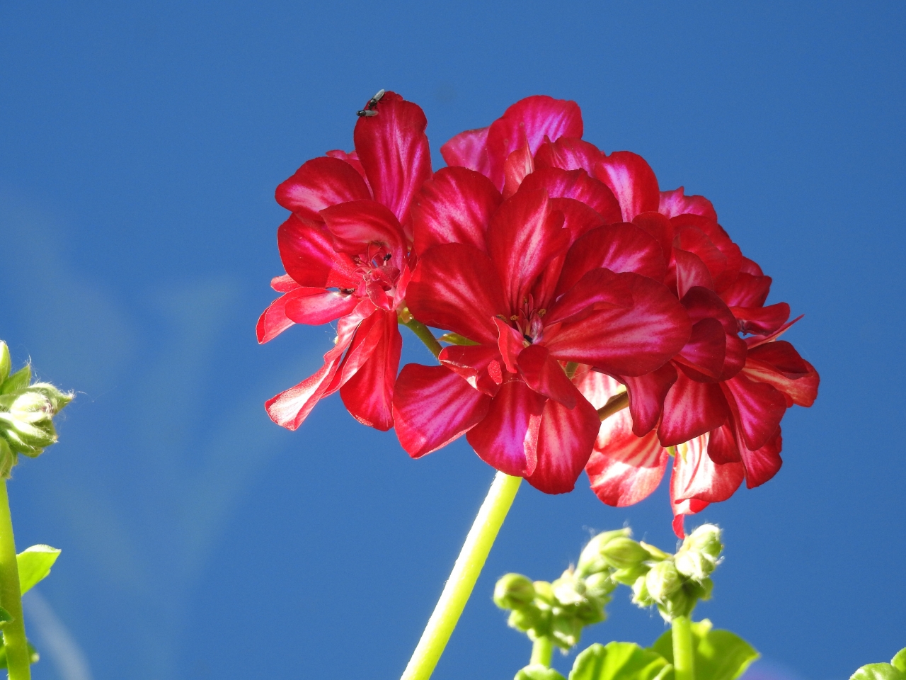 阳光蓝色天空<span style='color:red;'>红色</span>花朵绿色枝干植物高清图片下载