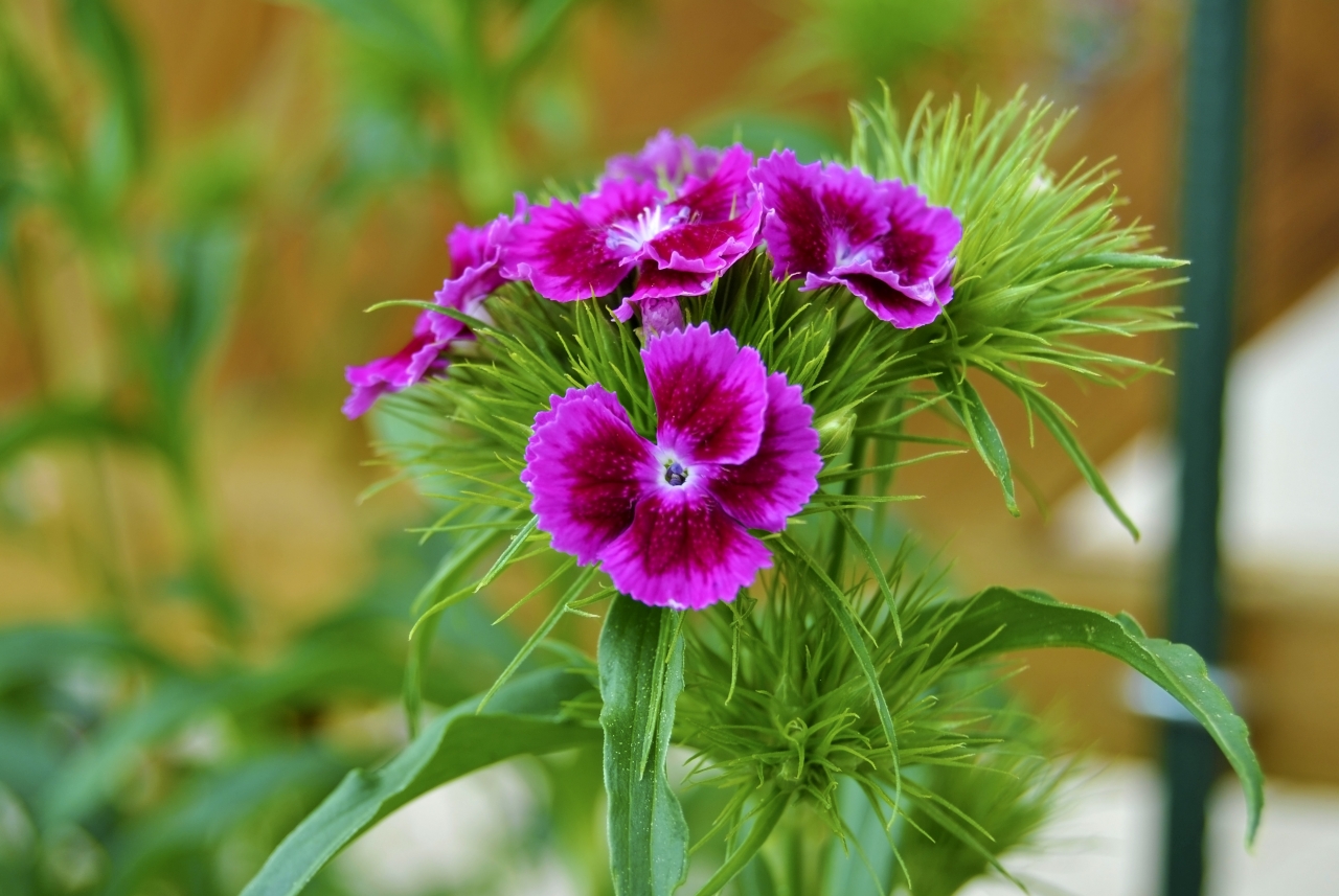 户外自然紫色<span style='color:red;'>花朵</span>绿色叶子植物高清图片下载