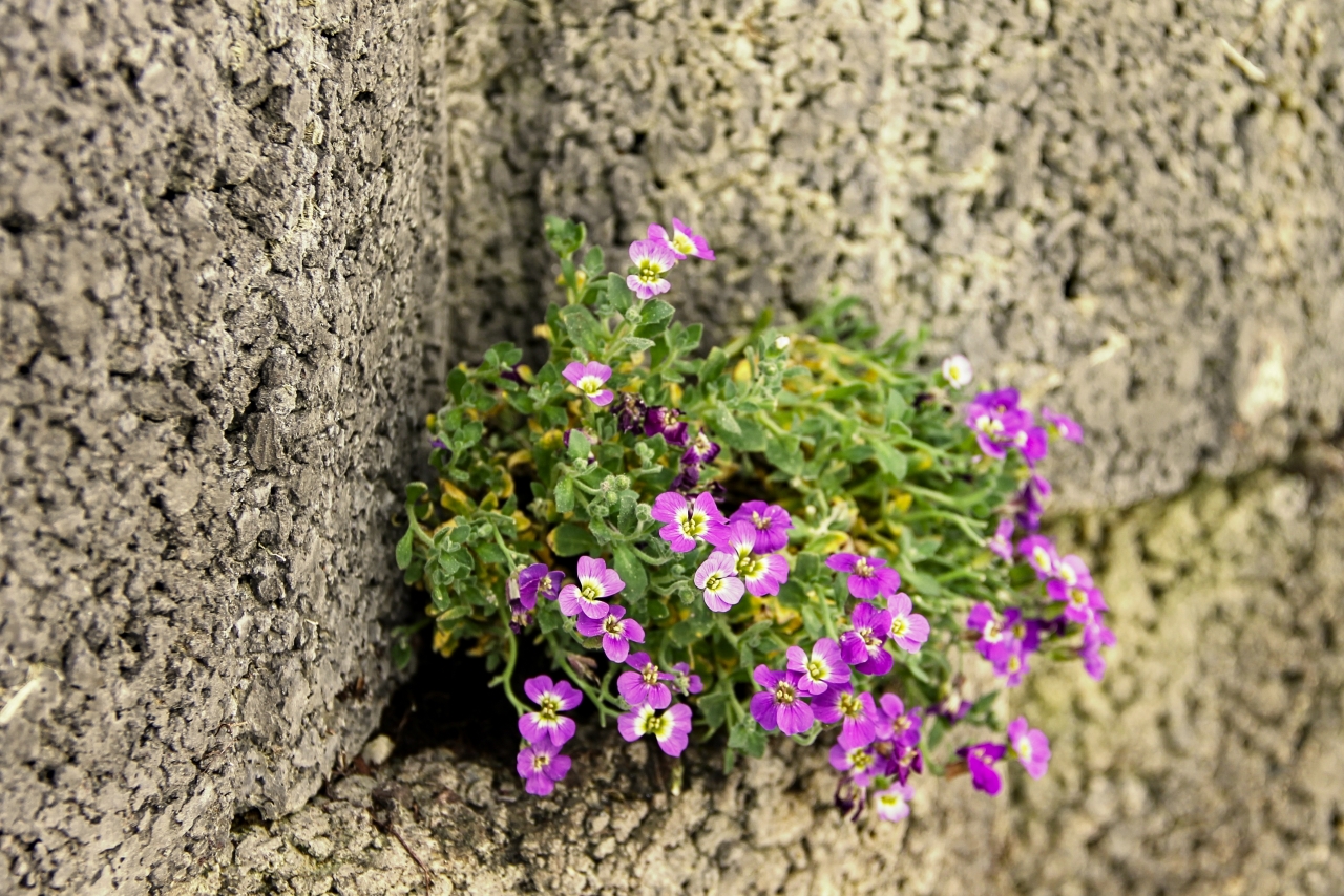 城市街道石质墙壁自然粉色花朵植物高清图片下载