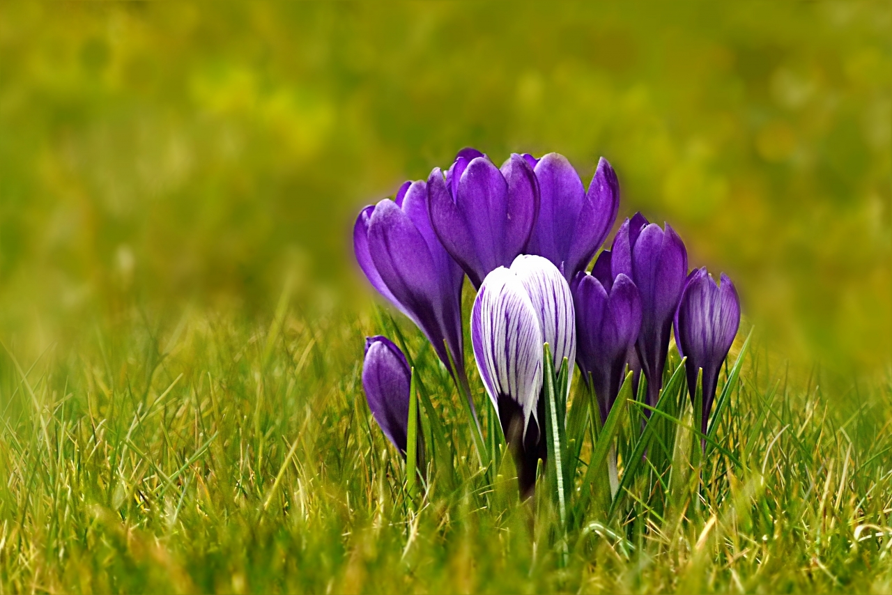 户外自然绿色草坪紫色花朵植物高清图片下载