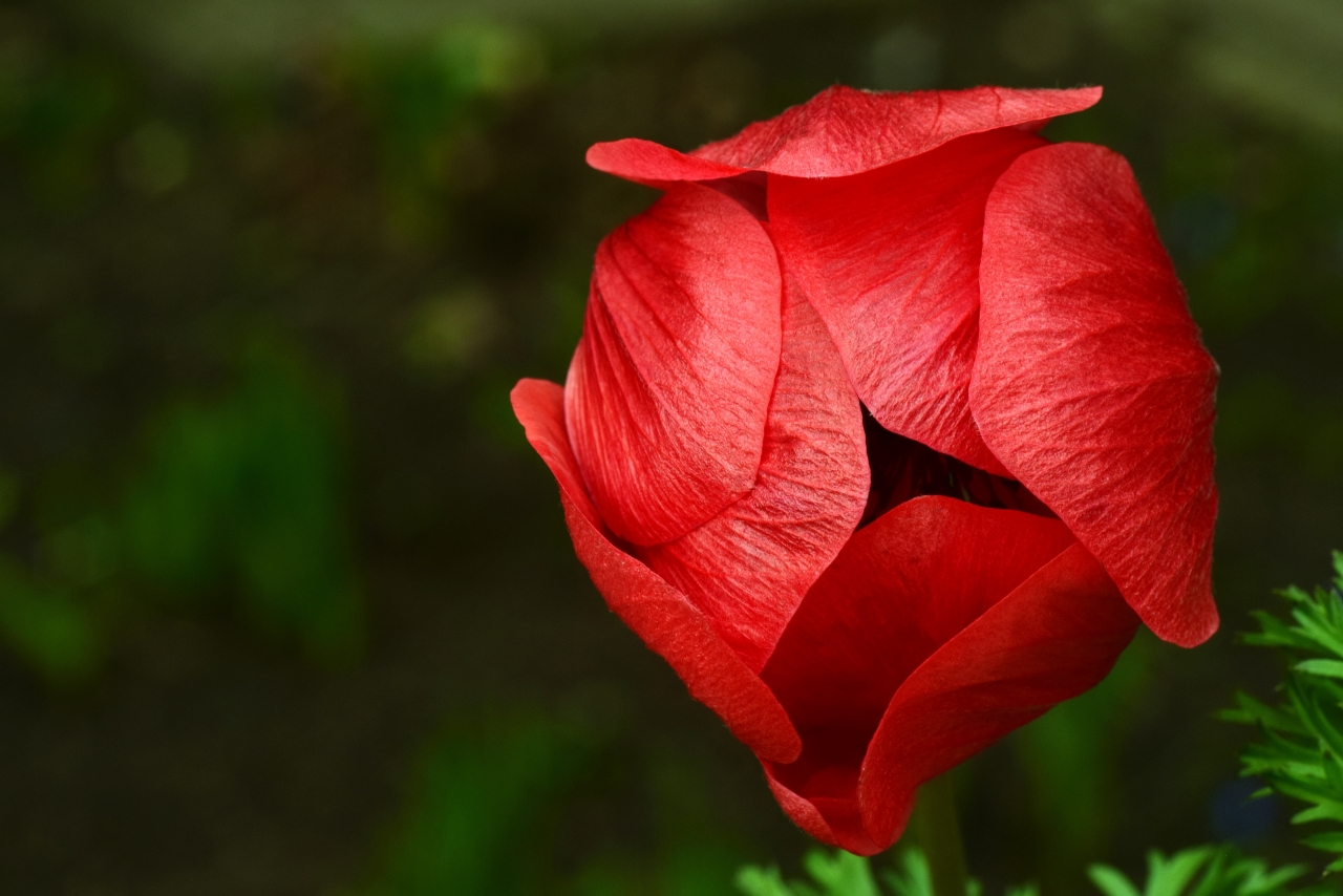 虚化背景户外<span style='color:red;'>自然</span>植物红色花朵高清图片下载
