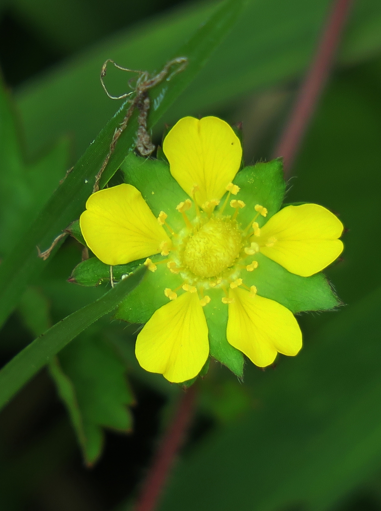夏天户外黄色花朵绿色叶子自然植物高清图片下载