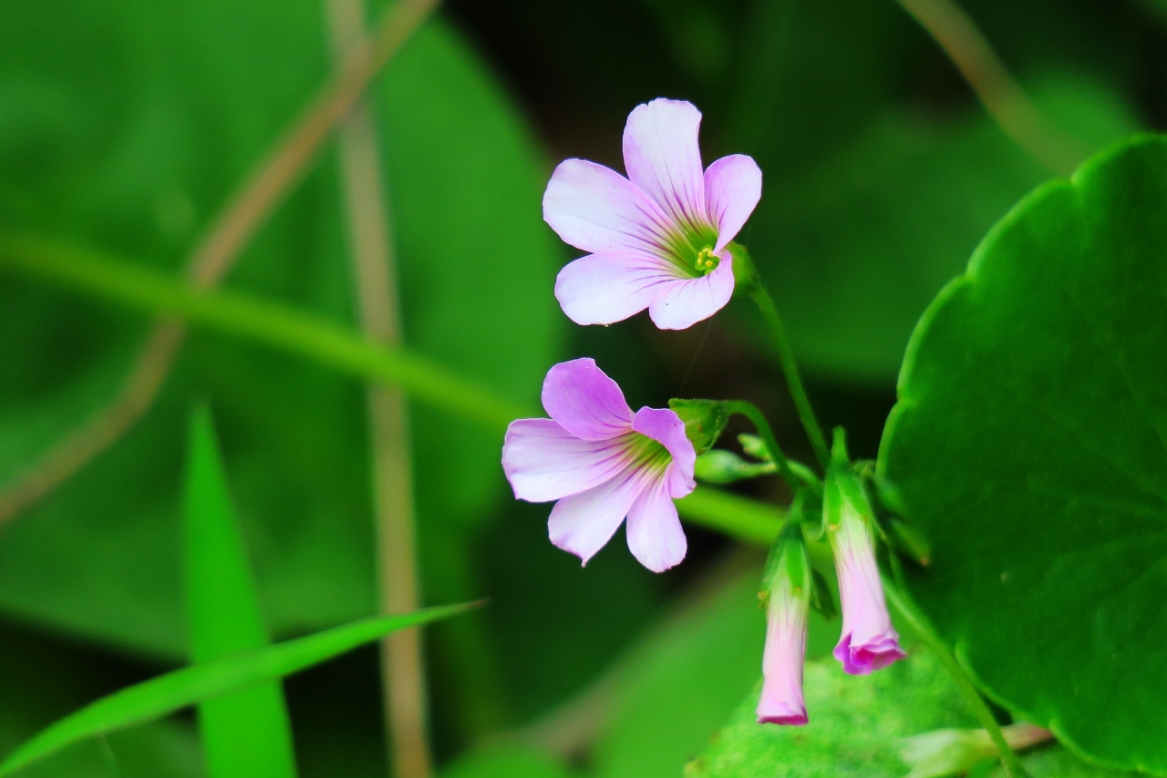 户外自然绿色叶子粉色花朵植物高清图片下载