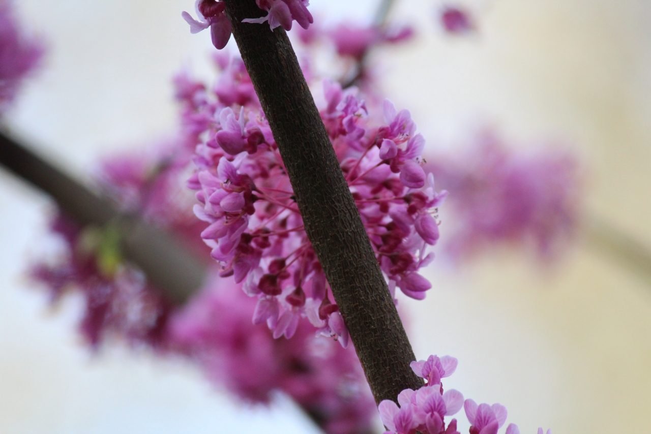 户外自然树木树枝紫色自然花朵高清图片下载