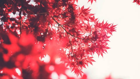 秋天的红叶自然风光优美风景高清桌面壁纸