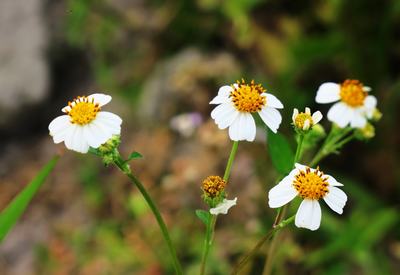 虚化背景户外自然白色花朵植物高清图片下载