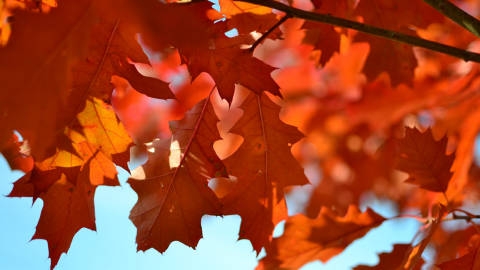 秋天的红叶<span style='color:red;'>自然风光</span>优美风景高清桌面壁纸