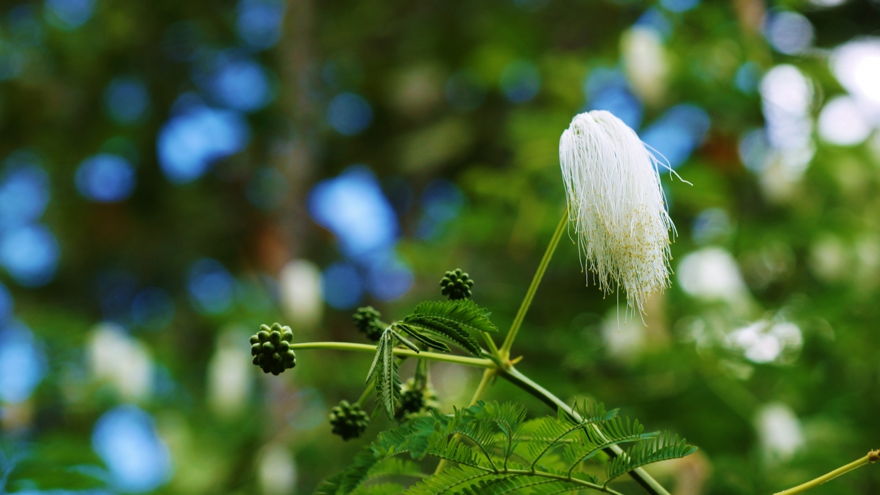 户外自然白色花朵绿色叶子植物高清图片下载