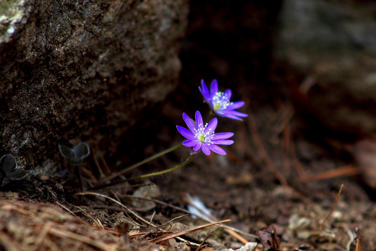 户外自然土壤紫色花朵白色花蕊植物高清图片下载