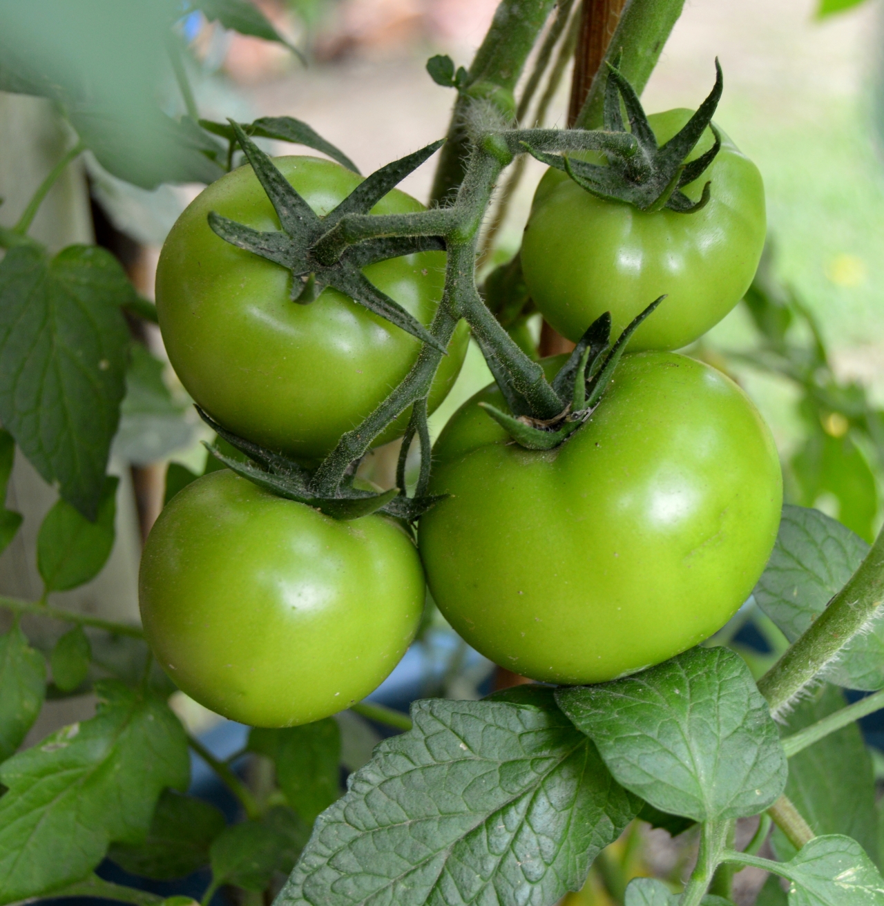 村庄小屋后院种植番茄青色果实植物高清图片下载