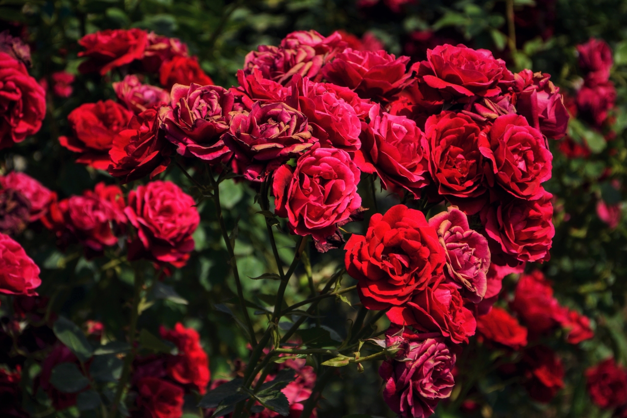 茂密花丛盛开绽放红色玫瑰花朵植物高清图片下载