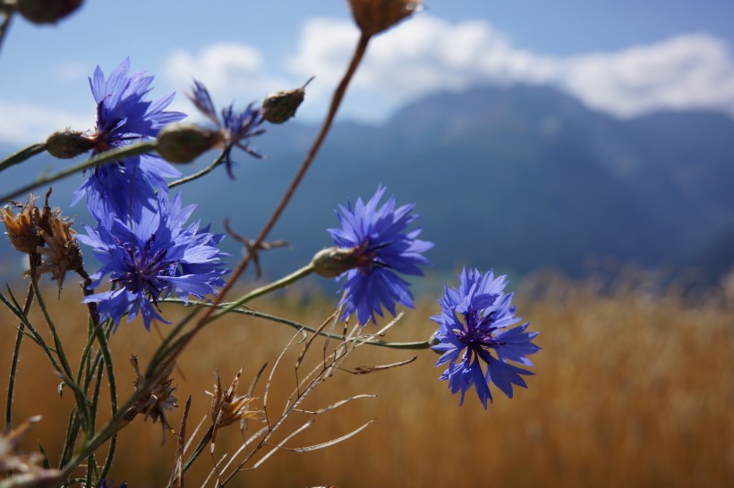 开满山坡，象征幸福的蓝色矢车菊唯美意境美图