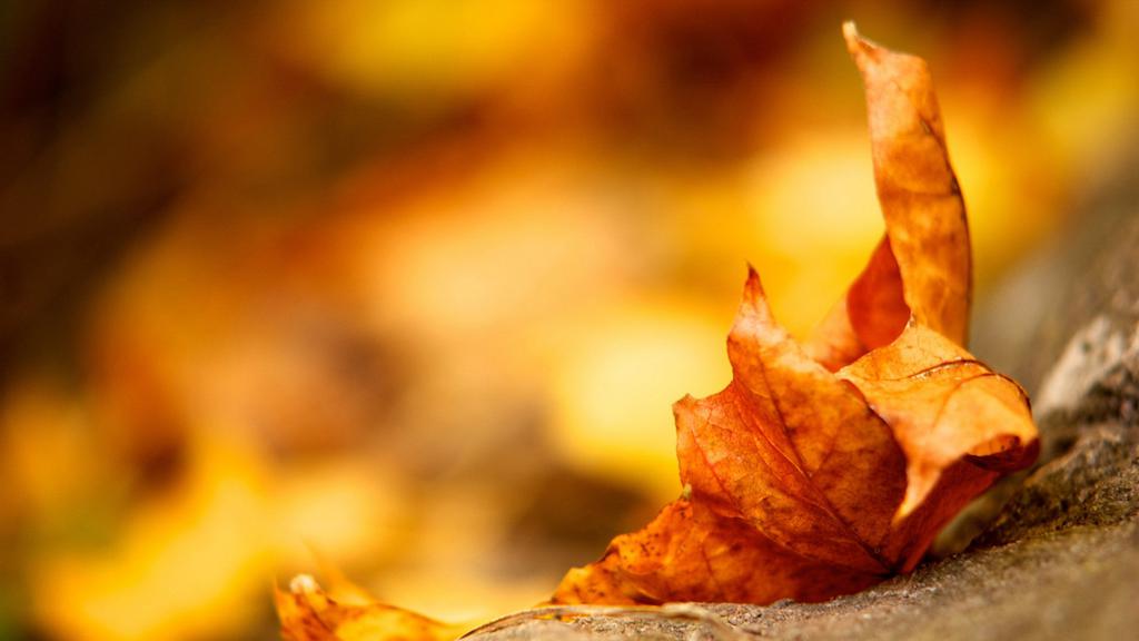 秋天的落叶，满目金黄的落叶，树叶唯美意境图片