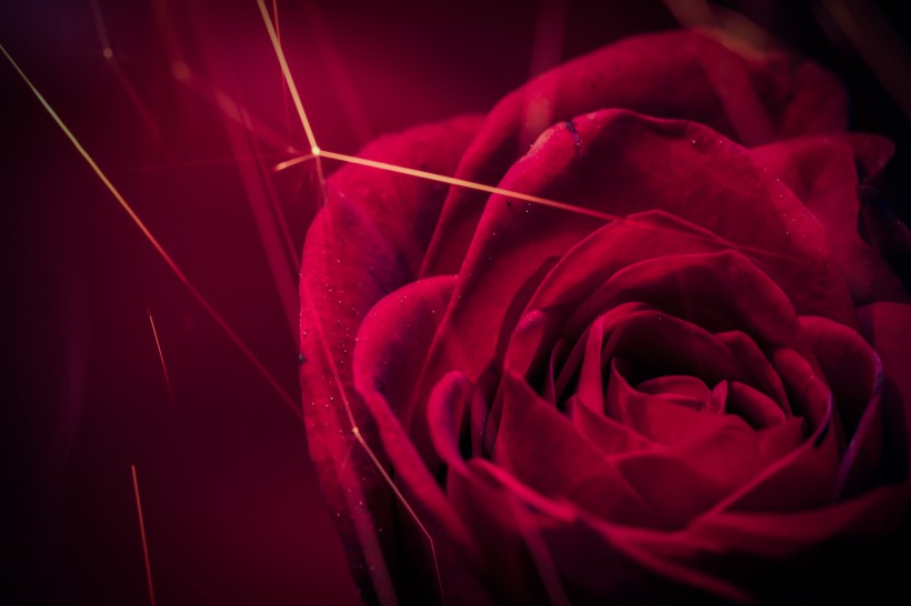摄影师镜头下的唯美花卉花朵<span style='color:red;'>微距</span>意境图片