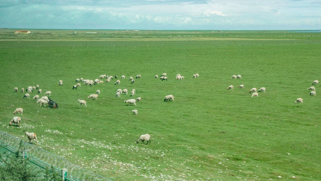 一望无际的大草原，以及草原上的羊群，建筑，蒙古包等景色图片