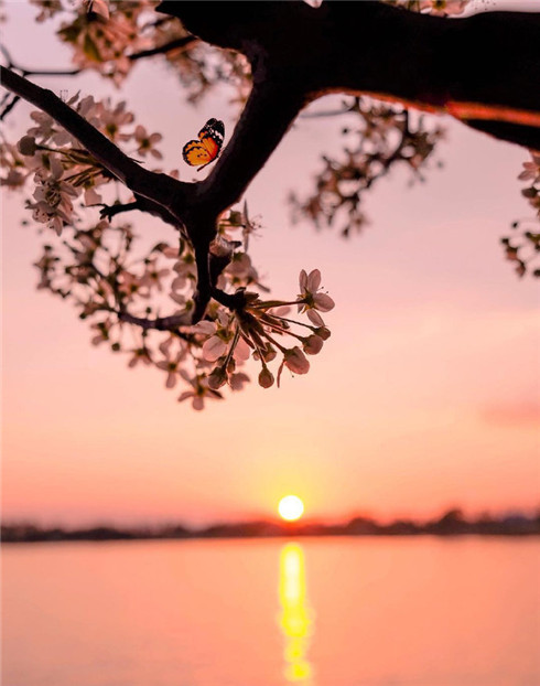 日落黄昏图片，透过垂丝海棠观日落唯美意境图片
