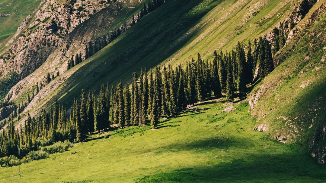 新疆伊犁草原，雪山，树林等唯美风光景色图片
