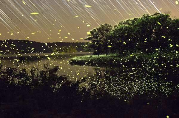夜色森林里的萤火虫唯美梦幻图片