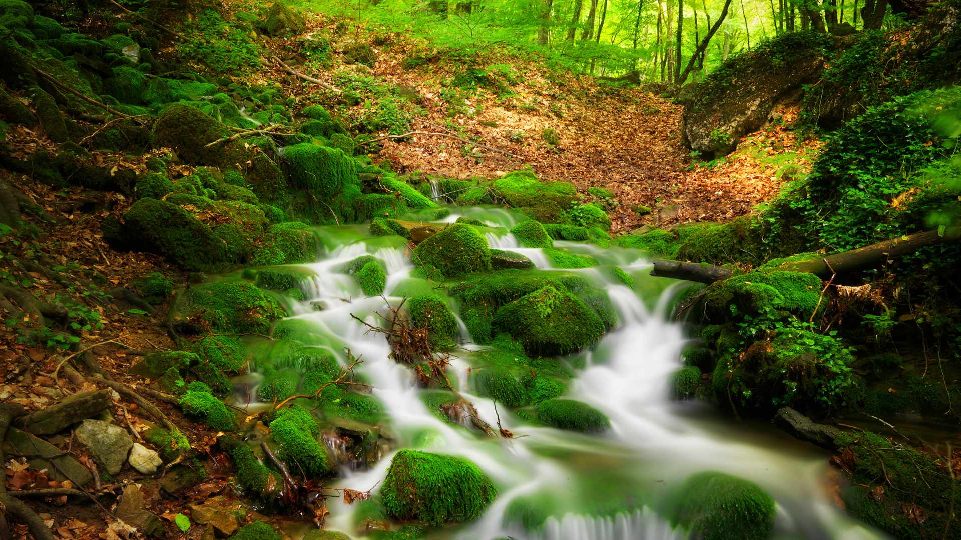 森林图片，唯美的溪流，瀑布，湖泊，植物 大自然森系风景图片