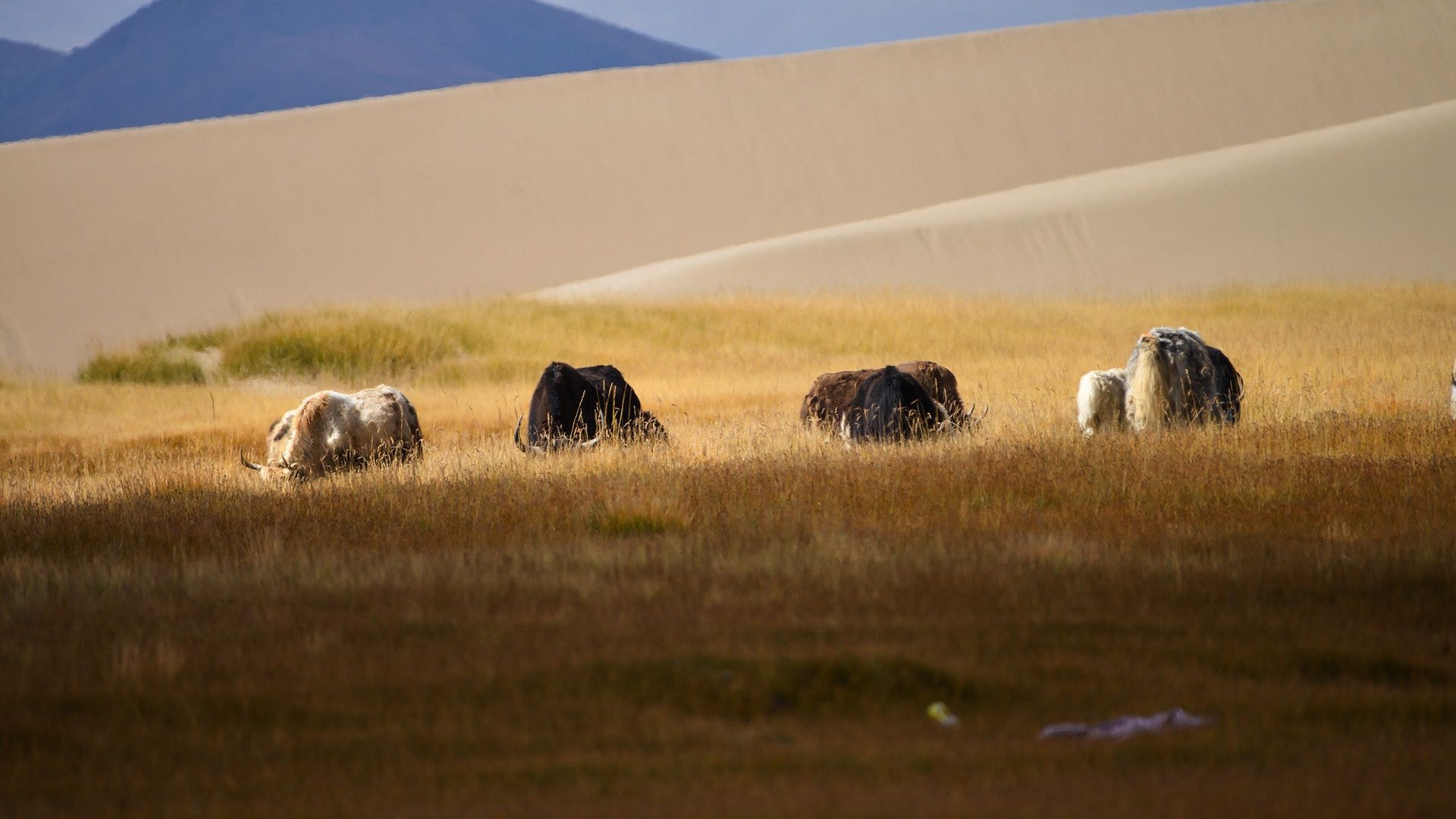 世界上人口密度最小的地区之一，西藏阿里地区独特高原自然风貌图片