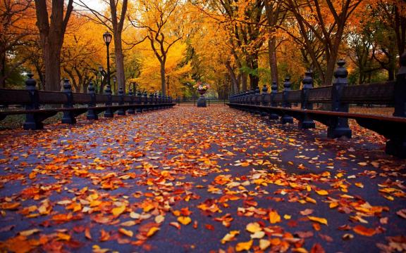 深秋的景，<span style='color:red;'>天凉的秋</span>，秋意很浓的唯美落叶，枫叶意境图片