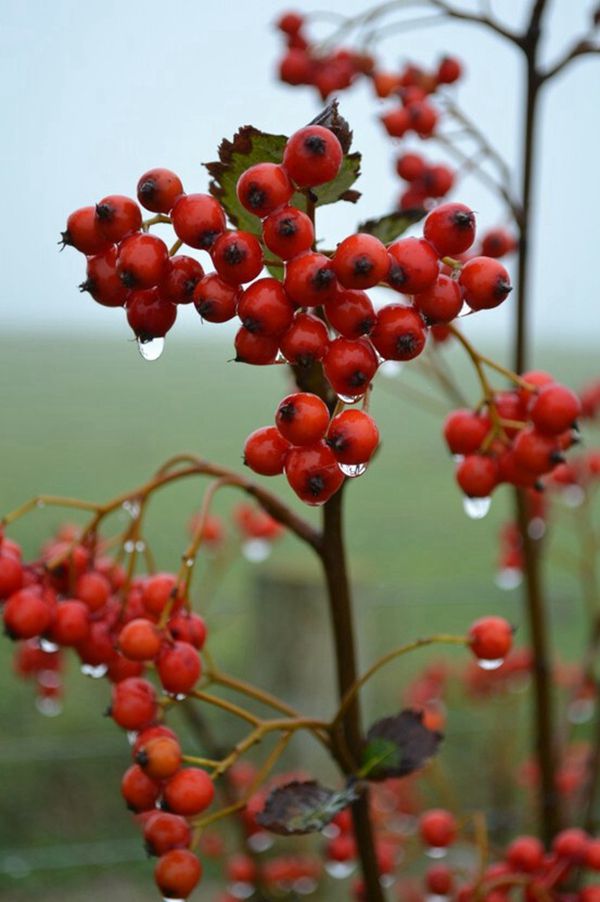 下雨中的户外野果，果实，<span style='color:red;'>枝叶</span>唯美带雨滴雨珠意境图片